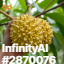 inscription 67ba2744172cd950597ba2109a2d18c0cd8bbf72b2a31faec1f2b983d0a86b17i0